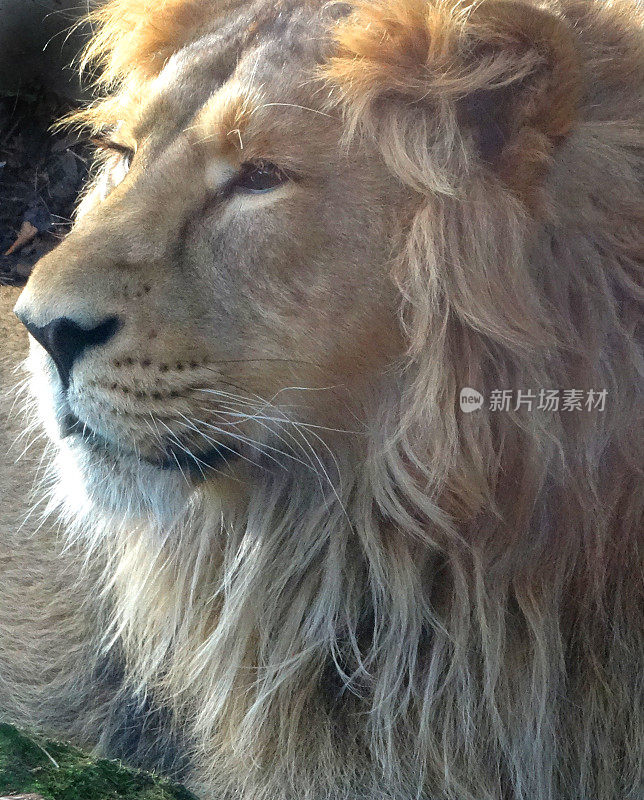 年轻的雄性亚洲狮头/脸的图像，躺着